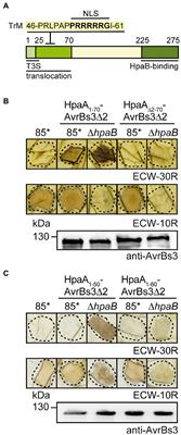 Recognition of a translocation motif in the regulator HpaA from Xanthomonas euvesicatoria is controlled by the type III secretion chaperone HpaB